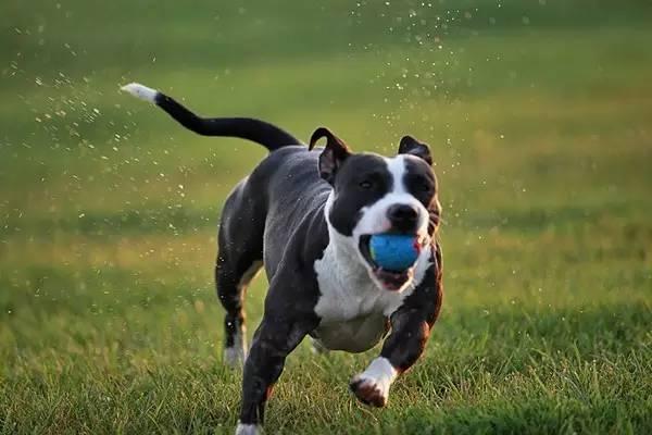 斯塔福梗犬肩高:养一只斯塔福犬是一种什么体验？