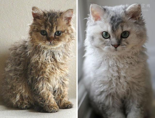 饲养猫论坛:家猫的繁殖和饲养管理技术？