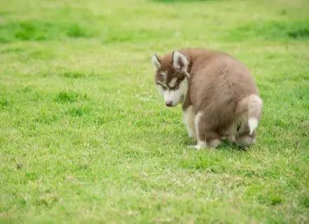 中国德牧网下载:世界上哪种狗可以取代德国牧羊犬成为犬中之王？为什么？