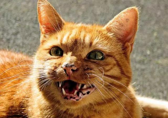 猫叫的声音:猫咪不同的叫声代表什么？叫声特别长时怎么回事？