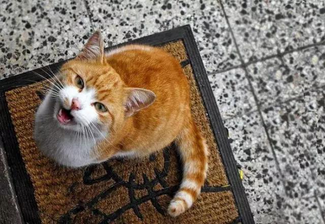 猫叫的声音:猫咪不同的叫声代表什么？叫声特别长时怎么回事？
