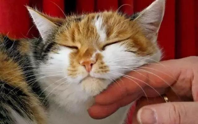 猫叫的声音:猫咪不同的叫声代表什么？叫声特别长时怎么回事？