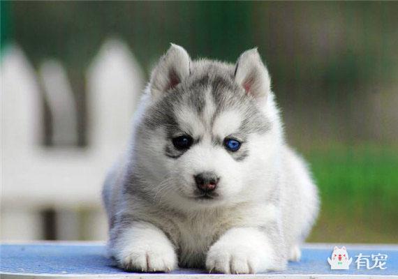 西敏寺哈士奇冠军犬图片:为什么感觉哈士奇这么傻还有这么多人养？