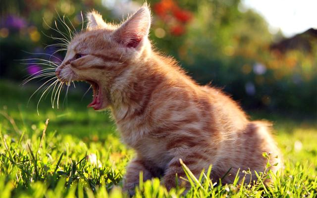 猫咪睡在猫砂盆:猫在什么情况下会拉在猫砂盆外边？