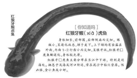 人面怪鱼:这种会倒着游的鱼是什么鱼？