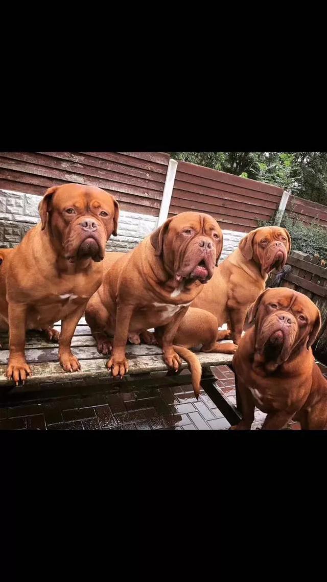 多才多艺,功能强大的犬种知道是谁吗？