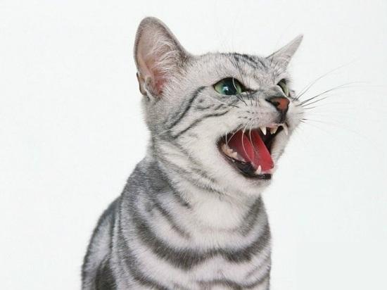 猫牙结石症状:猫牙结石症状图片 6个月的猫才3斤重，是不是太瘦了？
