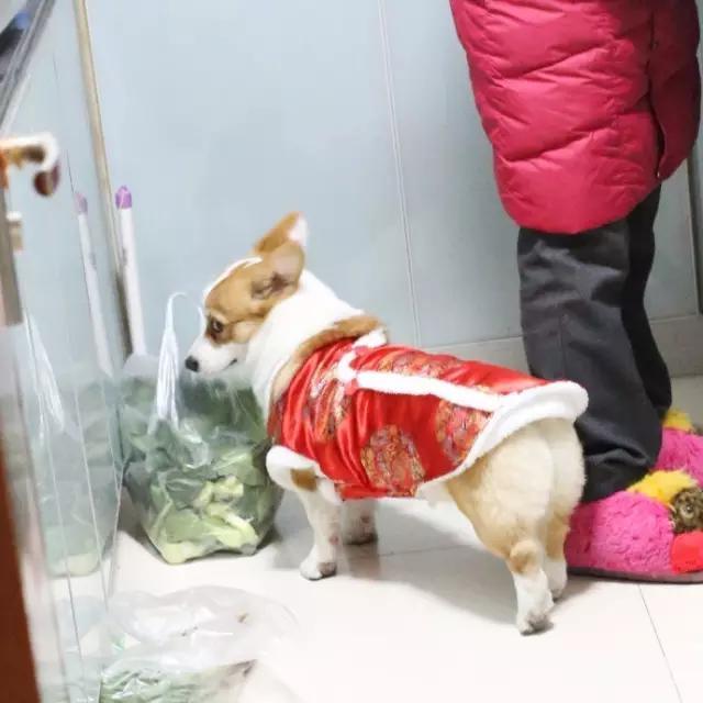 超萌小狗:柴犬好养吗？养柴犬有什么好处？