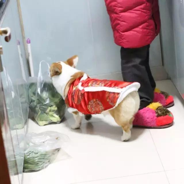 超萌小狗:柴犬好养吗？养柴犬有什么好处？