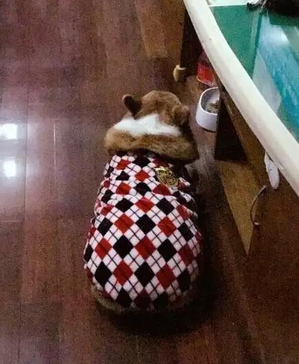 超萌小狗:柴犬好养吗？养柴犬有什么好处？