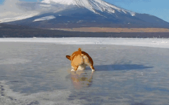 超萌小狗:柴犬好养吗？养柴犬有什么好处？