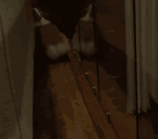 超萌小狗:柴犬好养吗？养柴犬有什么好处？