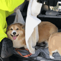 超萌小狗:柴犬好养吗？养柴犬有什么好处？