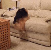 超萌小狗:柴犬好养吗？养柴犬有什么好处？