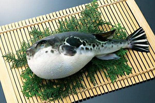 头条问答 河豚鱼真的有毒吗 8个回答