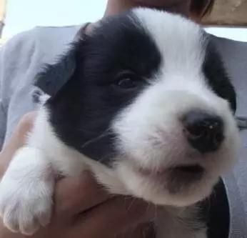 边牧犬多少钱一只:边牧犬多少钱一只黑色 如何挑选一只好的边牧幼犬？