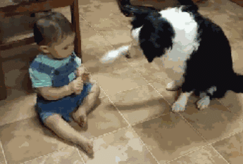 边牧犬多少钱一只:边牧犬多少钱一只黑色 如何挑选一只好的边牧幼犬？