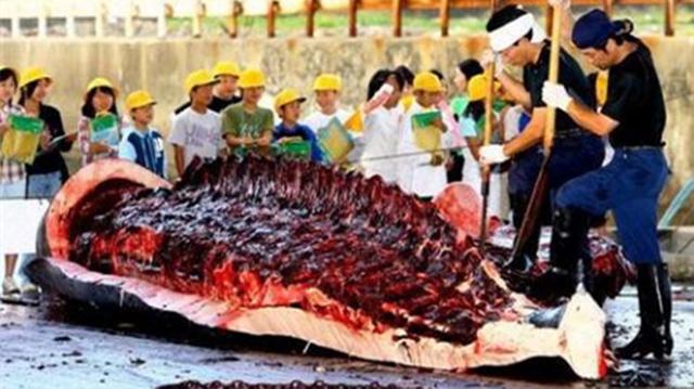 为什么让日本人不吃鲸鱼肉,比登天还难？