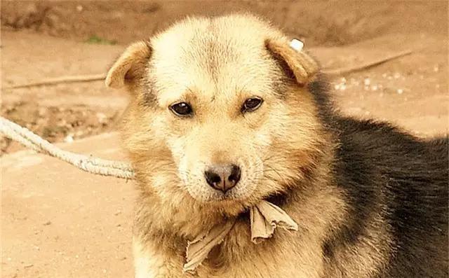 中华田园犬图片简笔画:你还记得小时候家里的土狗吗？