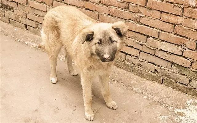 中华田园犬图片简笔画:你还记得小时候家里的土狗吗？