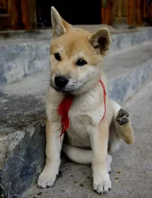 中华田园犬图片简笔画:你还记得小时候家里的土狗吗？