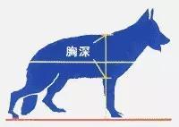 德国名犬图片大全:德国名犬排行榜图片 如何辨别一只标准的德国牧羊犬？