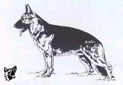 德国名犬图片大全:德国名犬排行榜图片 如何辨别一只标准的德国牧羊犬？