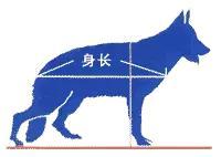 德国名犬图片大全:德国名犬排行榜图片 如何辨别一只标准的德国牧羊犬？