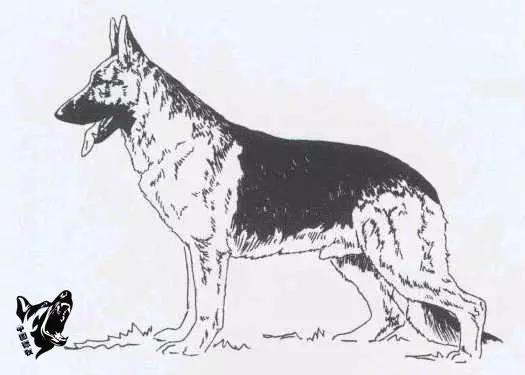 德国名犬图片大全:德国名犬排行榜图片 如何辨别一只标准的德国牧羊犬？