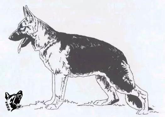 德国名犬图片大全:德国名犬排行榜图片 如何辨别一只标准的德国牧羊犬？