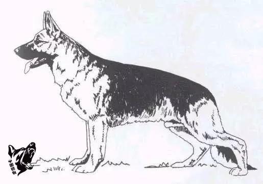 德国名犬图片大全:德国名犬排行榜图片 如何辨别一只标准的德国牧羊犬？