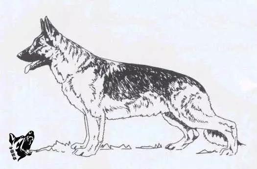 德国名犬图片大全:德国名犬排行榜图片 如何辨别一只标准的德国牧羊犬？