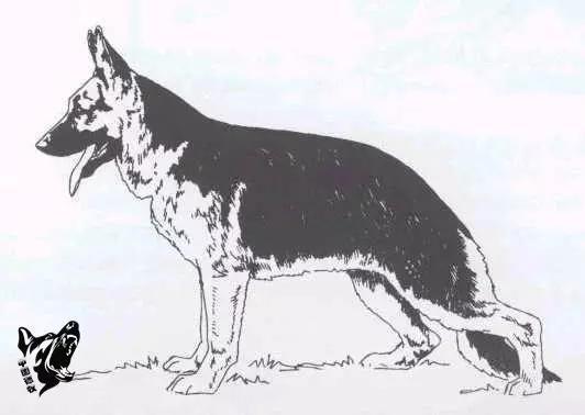 德国名犬图片大全:德国名犬排行榜图片 如何辨别一只标准的德国牧羊犬？