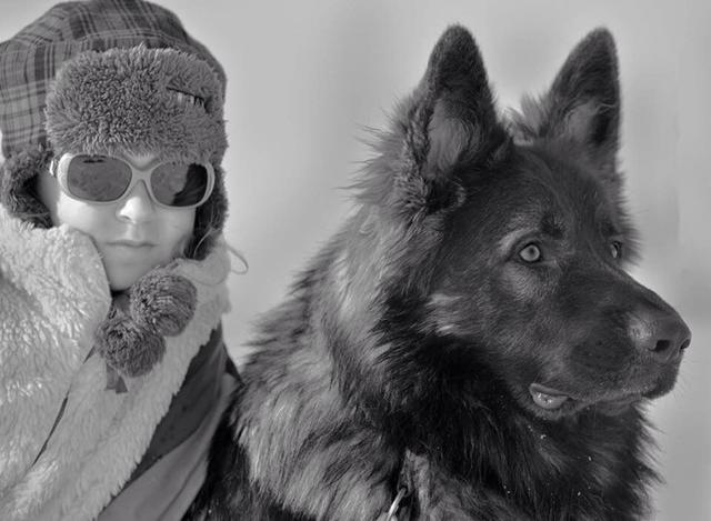 德国名犬图片大全:德国名犬排行榜图片 如何辨别一只标准的德国牧羊犬？