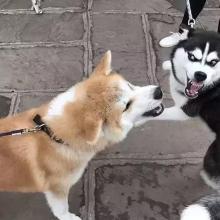 日本小型柴犬俊介君:日本柴犬可以养吗？可以为证吗？ 小型犬俊介