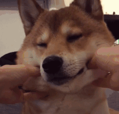 纯种秋田犬:想养一只秋田犬，哪里可以领养或者购买比较保险有什么注意事项？