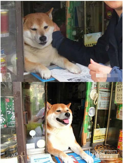 纯种秋田犬:想养一只秋田犬，哪里可以领养或者购买比较保险有什么注意事项？