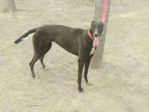 中国最权威格力犬论坛:格力犬是老百姓俗称的细狗吗 怎样训练格力犬撵兔子、野鸡，正确快速狩猎窍门与方法是怎样的？