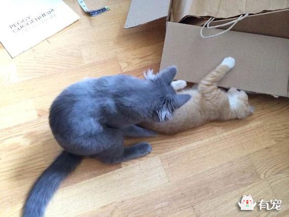 一只没有骨头的小猫咪:刚出生的小猫（一只）没有了妈妈，该怎样把它养活？