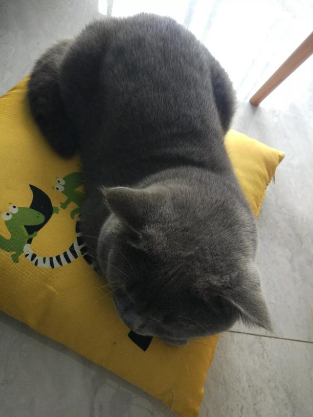 中华田园猫到美国多少钱:每月200元用于养猫的花费够吗？