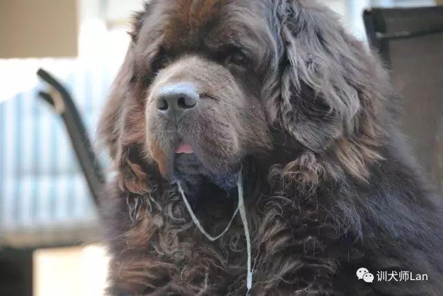 纽芬兰犬会咬人吗:都说自己做饭喂养纽芬兰犬不好，那喂什么呢？