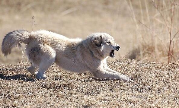 狗狗罚站视频:狗狗不听话，越打越闹腾怎么办？ 狗狗罚站视频视频