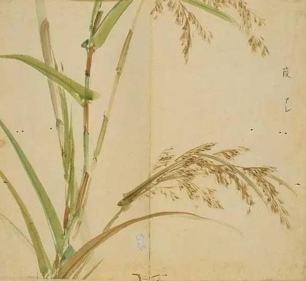 2021年最好听的微信网名女伤感:有哪些花草的名字听着就特别美好