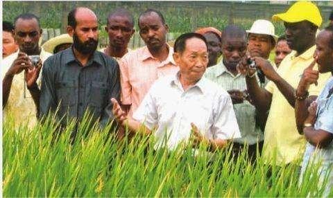 为何中国人到非洲种水稻种的那么好，为什么中国人到非洲种水稻种的那么好？