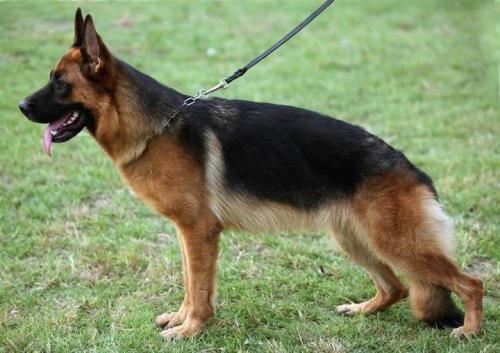 小德国牧羊犬图片:为什么德国牧羊犬是犬中之王？