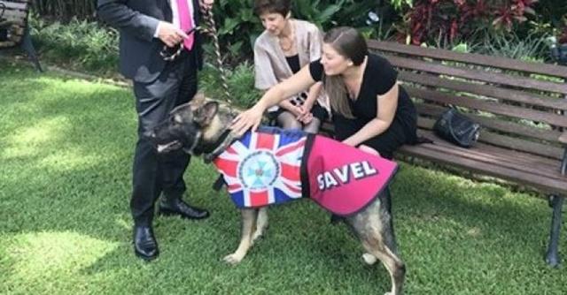 小德国牧羊犬图片:为什么德国牧羊犬是犬中之王？