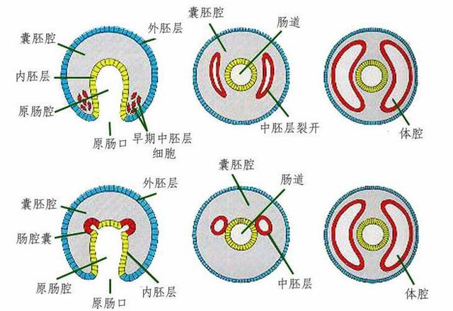 头条问答 - 何谓真体腔动物?(3个回答)