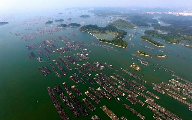 水母养殖基地:中国最大的蚝苗产区在哪儿？ 水母养殖基地视频