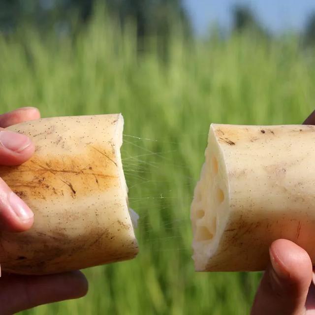 头条问答 - 湖北黄冈的巴河莲藕为什么出名?(7个回答)