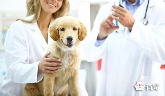 狗狗冠状是什么症状冠:狗狗得了冠状，该不该禁食禁水？